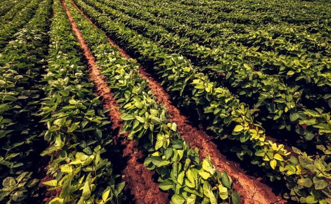New website makes it easier to grow and expand agribusinesses